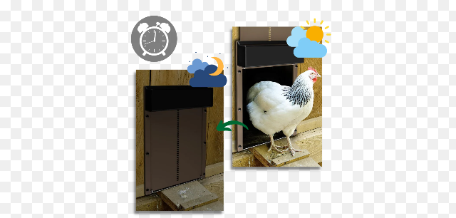 Automatic Chicken Coop Door